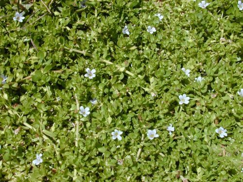 Bacopa Monniera Extract(bacosides A&b 20%, 50%)