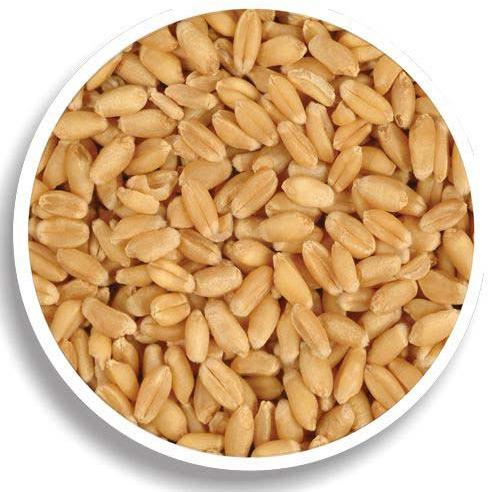 Wheat Seeds