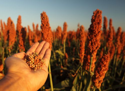 Sorghum Seeds, Packaging Size Available : 400g / 800g