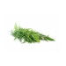 Dill Leaves