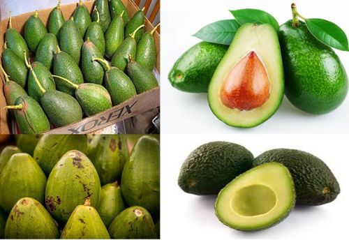 Fresh avocado, Packaging Size : 20kg