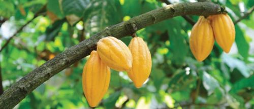 Cocoa beans, Packaging Type : Resealable Pouch