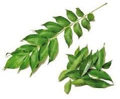 Curry leaves, Usage : Spices, Cooking