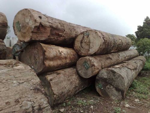 Birch Timber, Brand Name : cgt1, Grade : first class