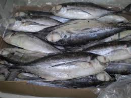 Frozen Mackerel Fish
