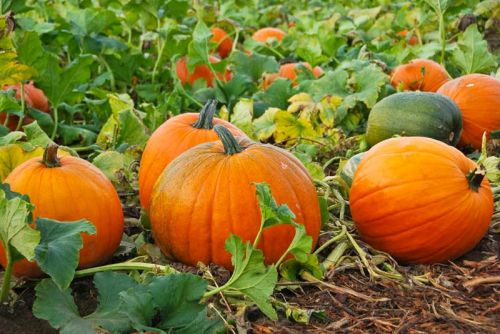 Fresh pumpkin, Application : Decoration