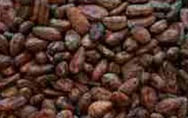 Cocoa beans, Material : Cocoa Beans