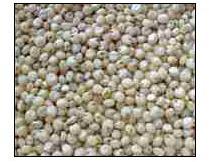 Sorghum Seeds, Packaging Size Available : 400g / 800g