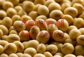 Soybean Seeds