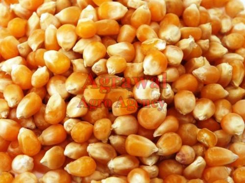 Yellow Maize