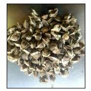 Moringa Seeds