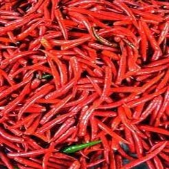 Fresh Red Chilli