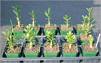 Plant Growth Regulators