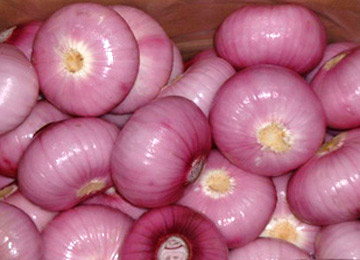 Fresh red onion, Shape : Round