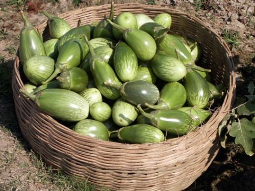 Fresh Brinjal