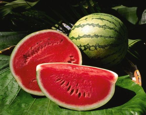 Fresh Watermelon