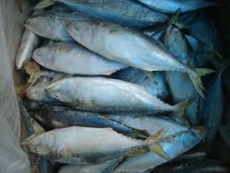 Frozen Mackerel Fish
