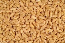 Wheat seeds, Feature : Purity, Non Harmul, Healthy
