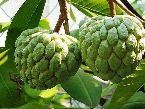 Fresh Custard Apple