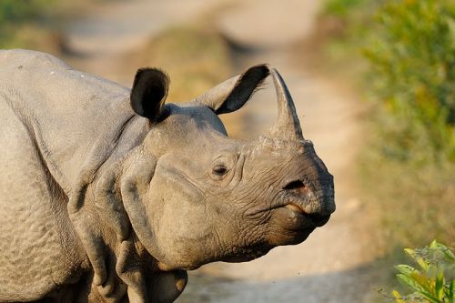 Kaziranga Tour Package 3 Nights / 4 Days