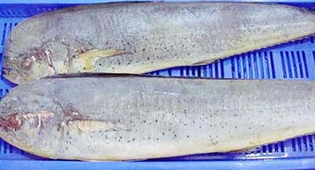 Frozen Mahi Mahi Fish, For Cooking, Food, Making Medicine, Making Oil, Packaging Type : Box, Can (Tinned)