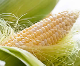 Yellow maize, Speciality : Organic