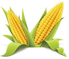 Yellow maize, Storage : Cool, Dry Place
