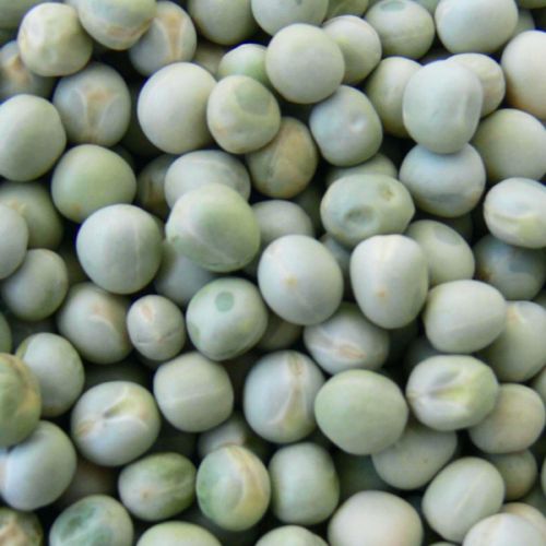 Green peas, Packaging Type : Gunny Bag