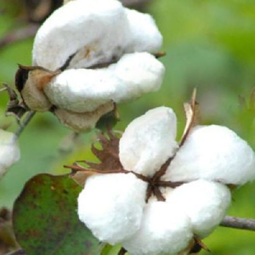 Indian Raw Cotton