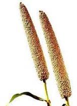 Organic Pearl Millet Seeds, Packaging Size : 50kg
