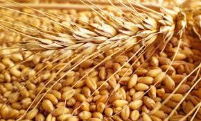 Wheat Seeds, For Beverage, Flour, Food, Style : Dried, Natural