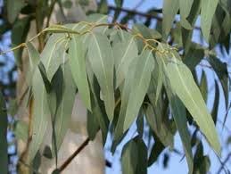 Eucalyptus Oil