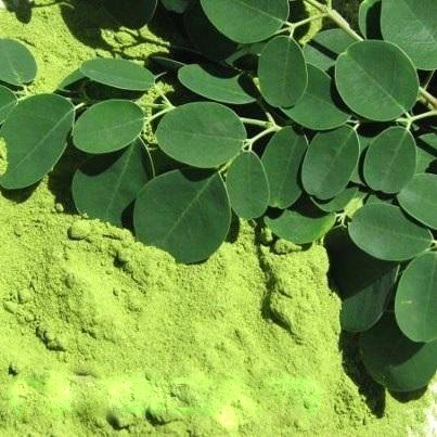 Moringa Leaves Powder