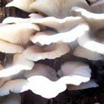 Organic Dried Oyster Mushroom, For Cooking