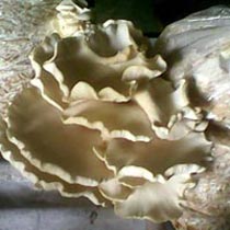 Natural Milky Mushroom, For Cooking, Style : Fresh