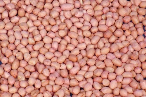 Hps groundnut kernels