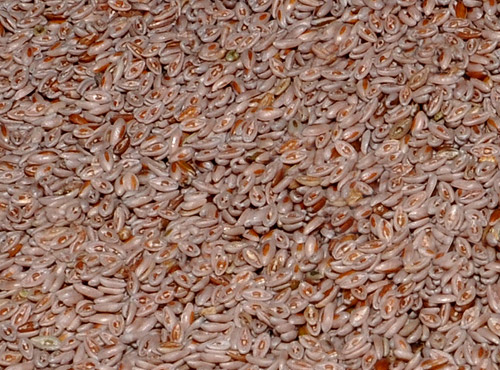Isabgol Seeds