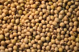 Non Gmo Soya Beans