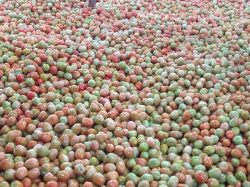 Fresh tomato, Packaging Size : 5-20kg
