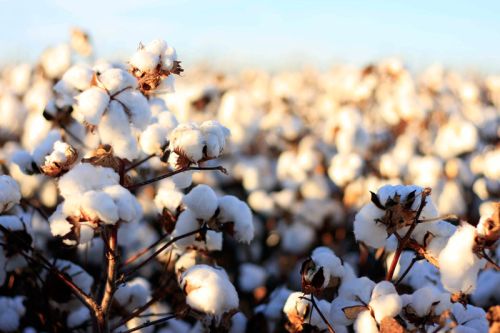 Raw cotton, Number Of Flower : Raw Cotton