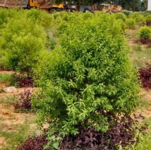 Sandalwood Plants