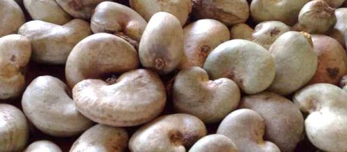 Raw Cashew Nuts Foreign matter : 1% max