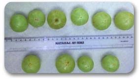 Amla Fruit, Sodium : 2mg