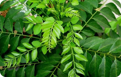 Curry Leaves, Certification : APEDA