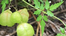 Herbals and Herbal Extracts