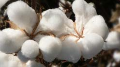 Raw Cotton