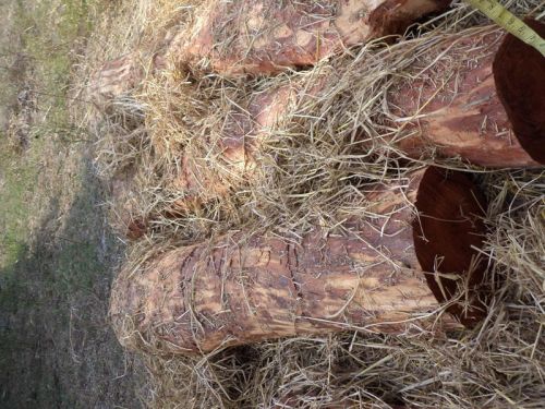 Red Sandal Wood Logs