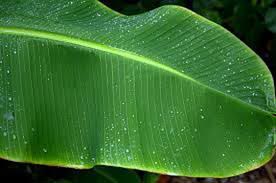 Banana Leaves