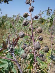 Organic Castor Seeds