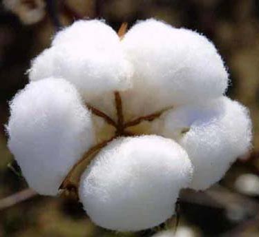 Raw cotton, Application : Filling Material